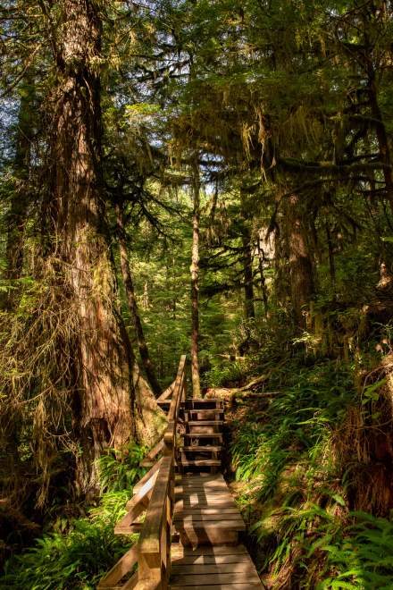 Rainforest Trail V