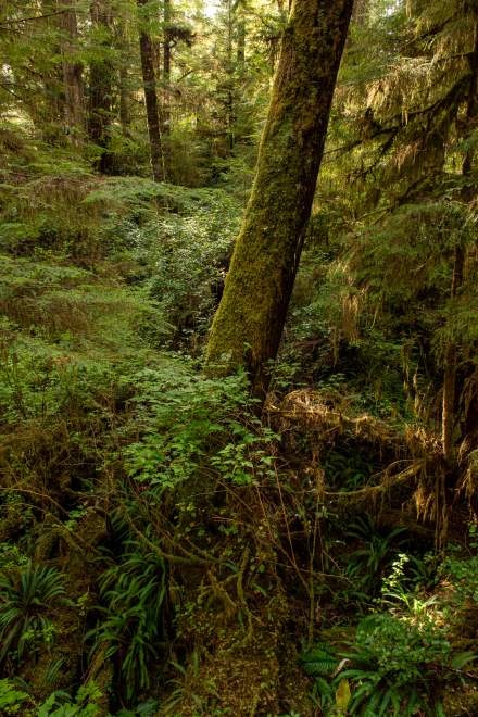 Rainforest Trail VI