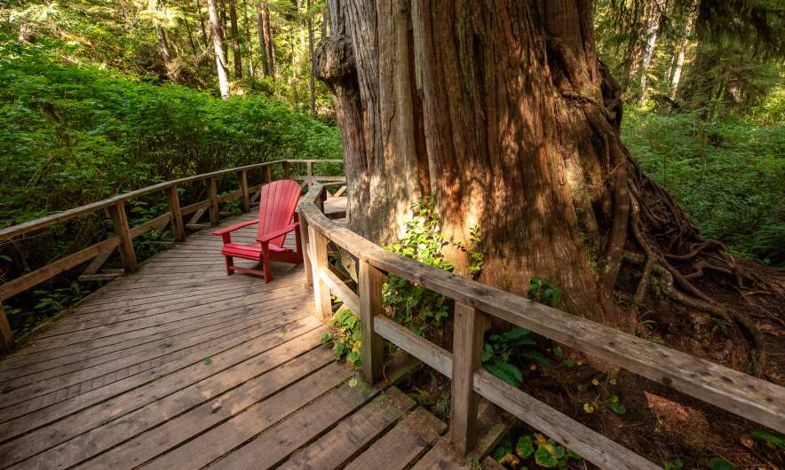 Rainforest trail VII