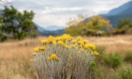 Rubber rabbitbrush I