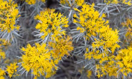Rubber rabbitbrush II