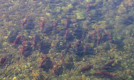 Salmon in the river