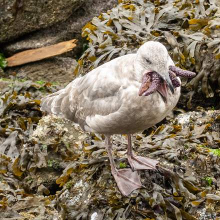 Seagull with starfish I