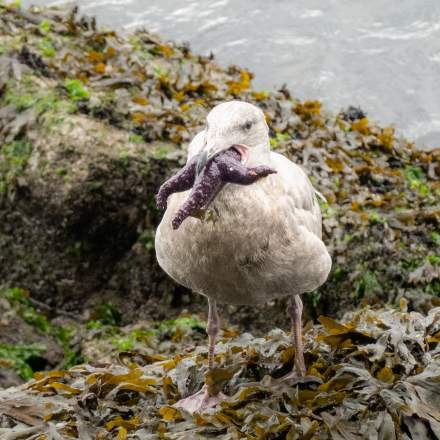 Seagull with starfish II
