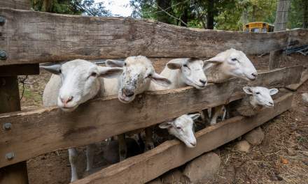Sheep waiting for goodies