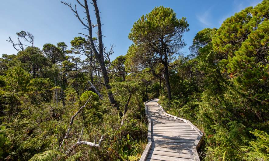 Shorepine Bog Trail I