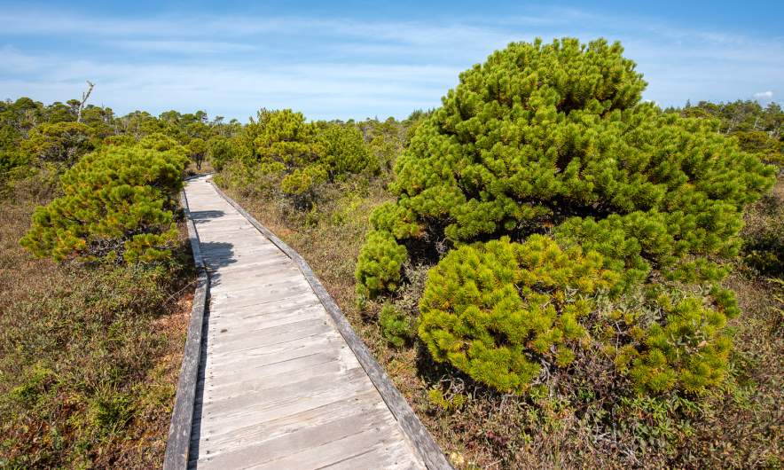Shorepine Bog Trail II