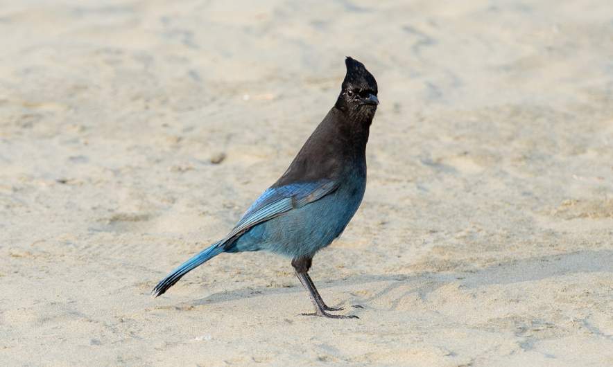 Steller’s Jay at Long Beach