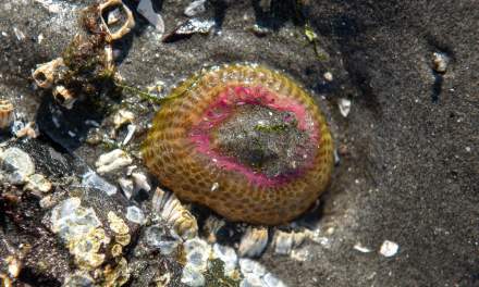 unknown species