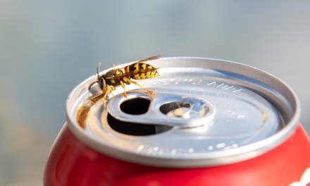 Wasp enjoying sugar