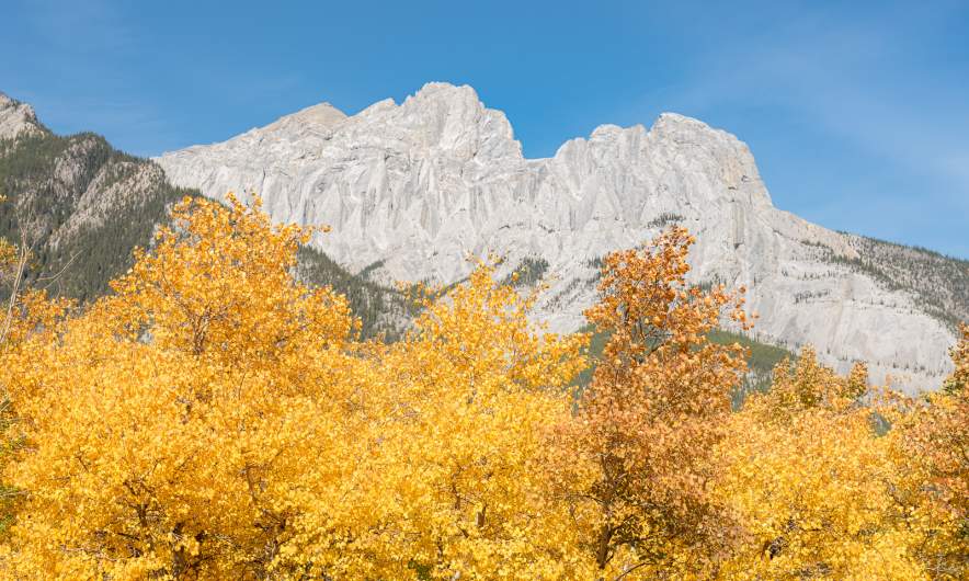 Aspen trees and mountains