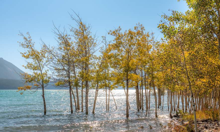 Aspen trees in Abrahamn Lake