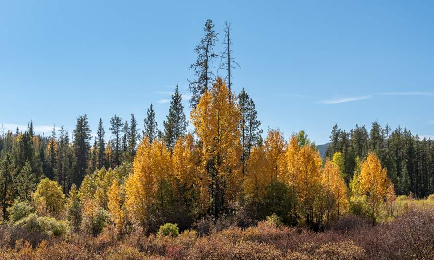 Autumn colours