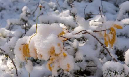 Autumn, meet Winter
