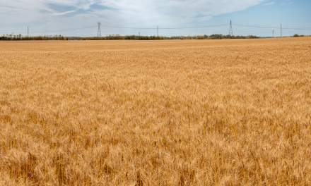 Barley field