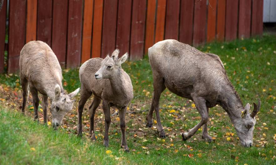 Bighorn sheep