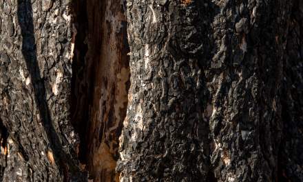 Burnt trunk – detail