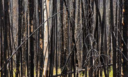 Burnt trunks III