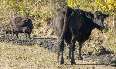 Cattle I