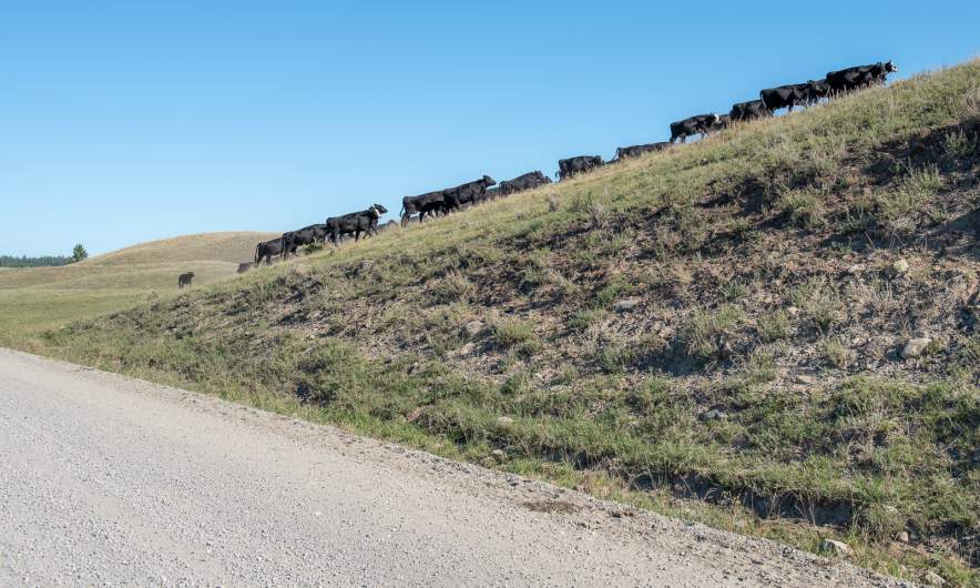 Cattle II
