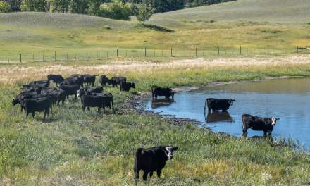 Cattle III
