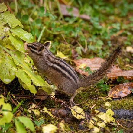 Chipmunk I
