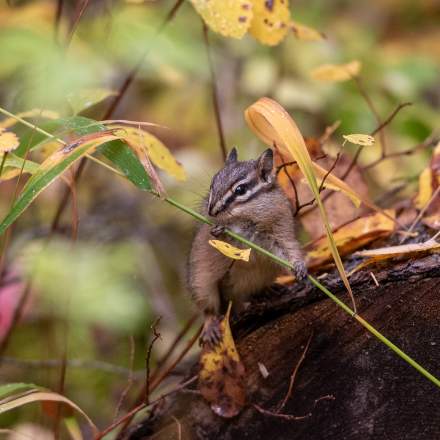 Chipmunk II