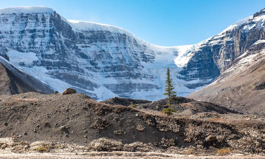 Columbia Icefield V