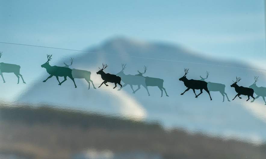 Flying reindeer