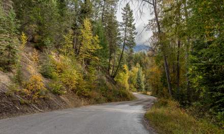 Forest road