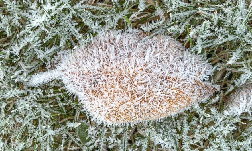 A frosty leaf – a frosty leave