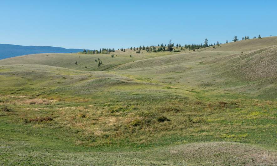 Grassy land