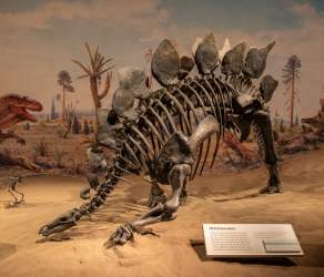 Inside Royal Tyrrell Museum I