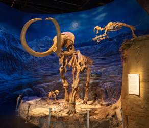 Inside Royal Tyrrell Museum II