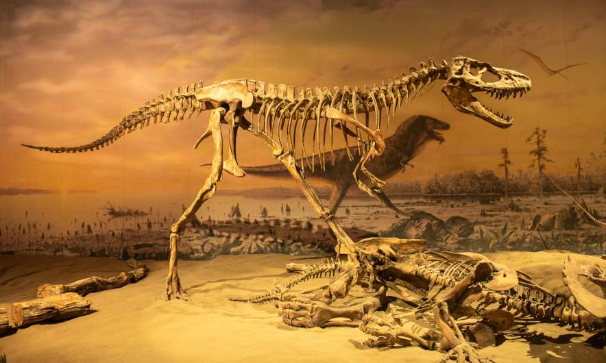 Inside Royal Tyrrell Museum VII