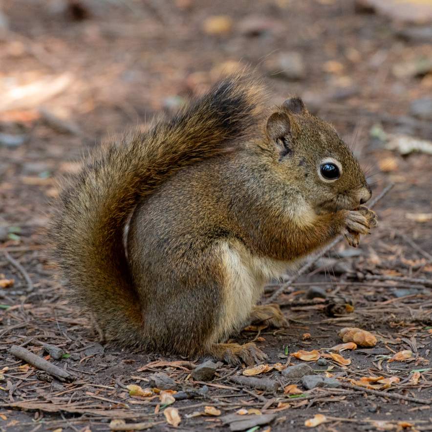 North American red squirrel