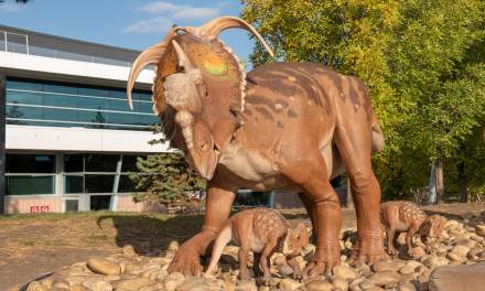 Pachyrhinosaurus model