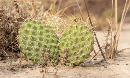 Plains Pricklypear I
