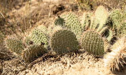 Plains Pricklypear II