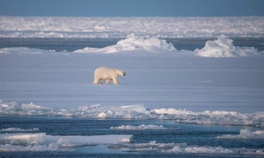A polar bear is passing