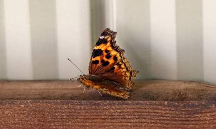 Polygonia sp.