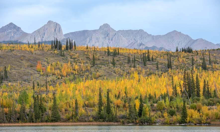 Quaking aspen trees