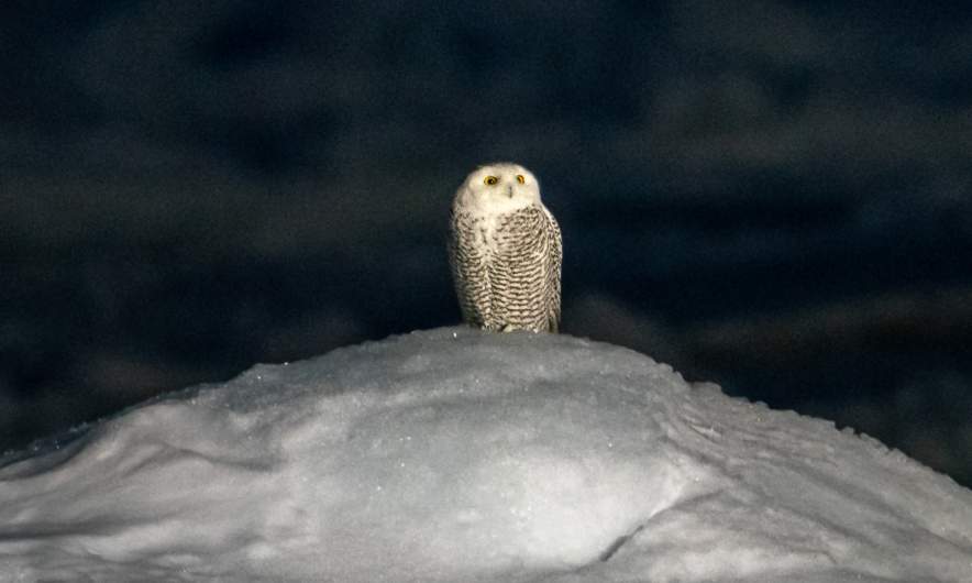 A snowy owl on an ice floe in the Fram Strait