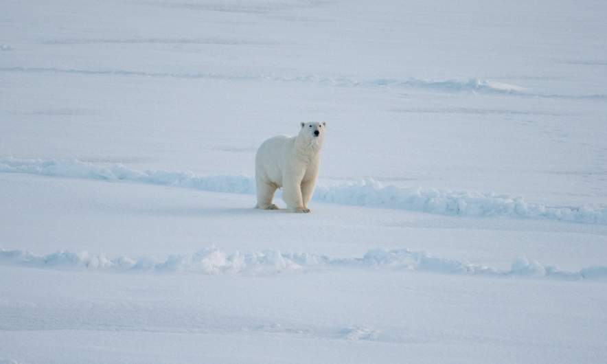 The first polar bear sighting I