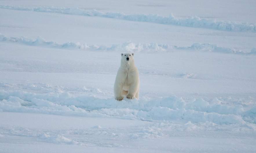 The first polar bear sighting II