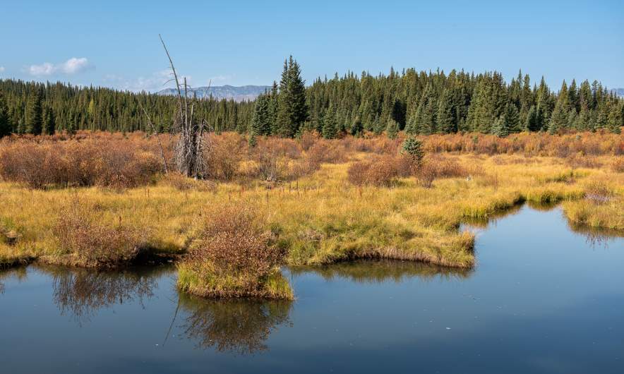 Wetlands in Nordegg