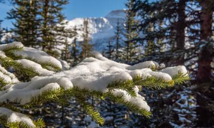 Winter forest I
