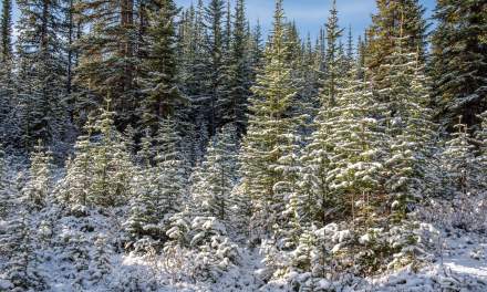 Winter forest II