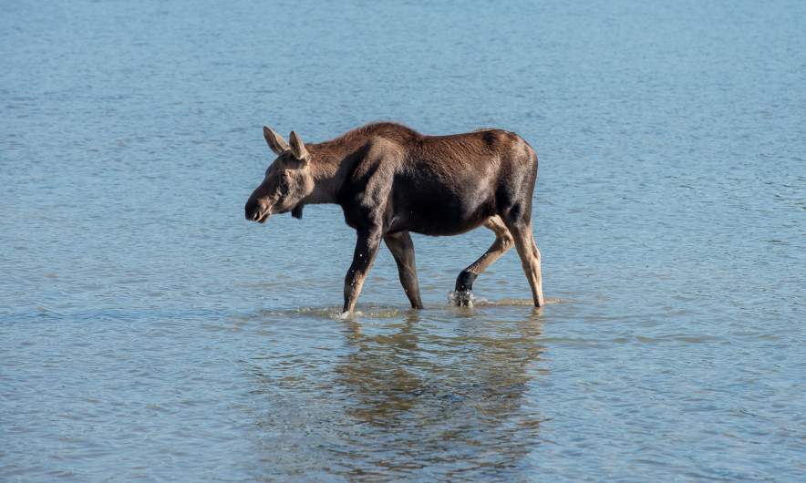 Young moose in the Maligne Lake