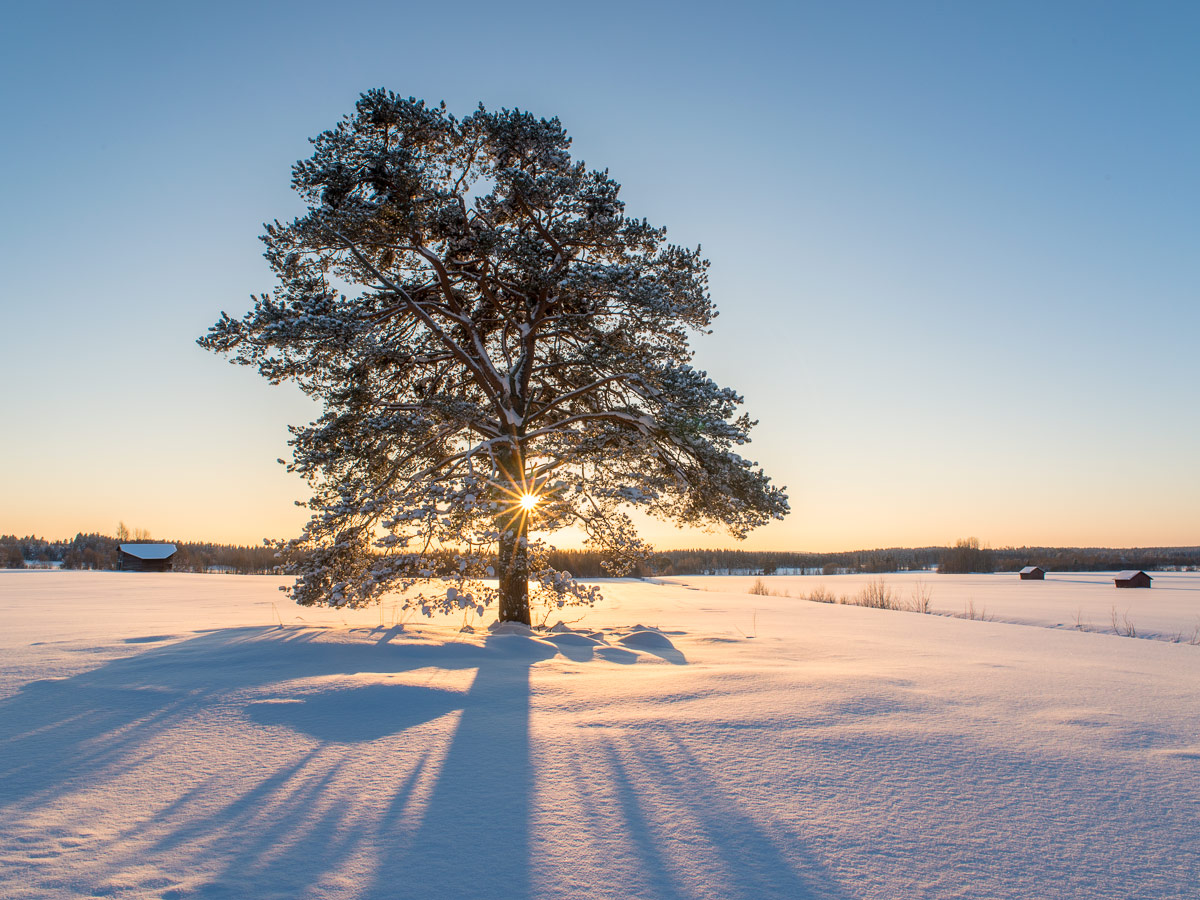 Î‘Ï€Î¿Ï„Î­Î»ÎµÏƒÎ¼Î± ÎµÎ¹ÎºÏŒÎ½Î±Ï‚ Î³Î¹Î± winter tree